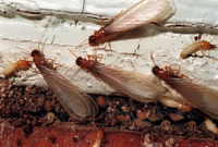 termite-swarmers.jpg